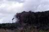 clearcut forest photo clearcut forest photo