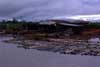 sawmill log raft photo sawmill log raft photo
