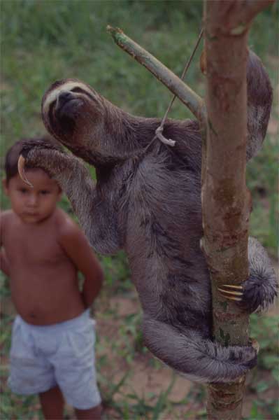 captive sloth photo captive sloth photo