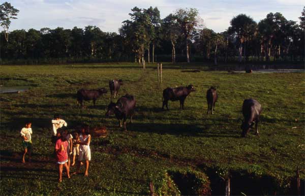 grazing cows photo grazing cows photo