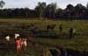 grazing cows photo grazing cows photo