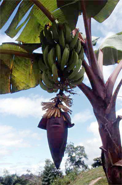 banana bunch photo banana bunch photo