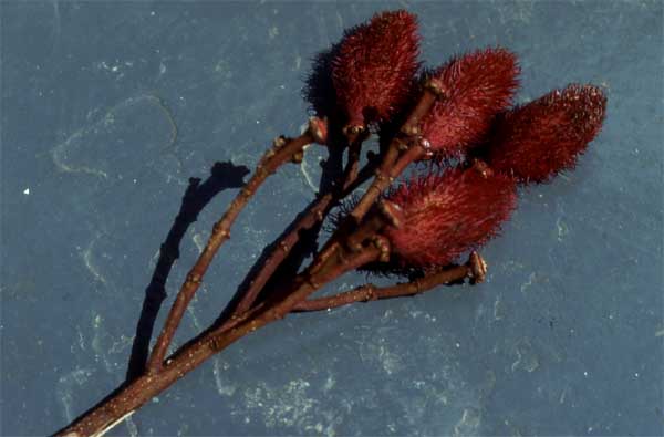 lipstick tree fruits photo lipstick tree fruits photo
