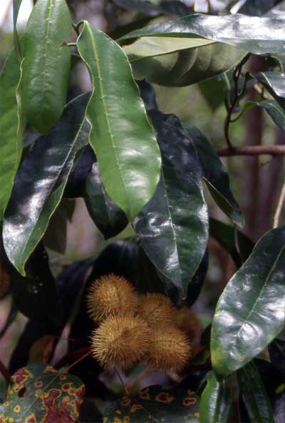 lipstick tree fruit and leaves photo lipstick tree fruit and leaves photo