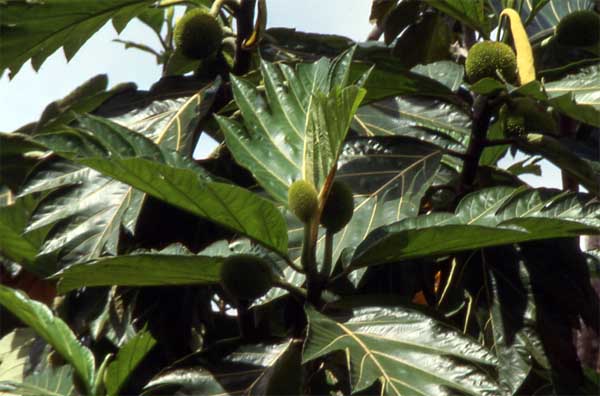 breadfruit photo breadfruit photo