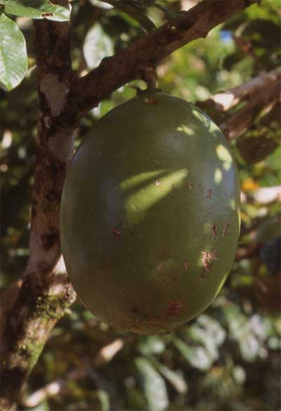 calabash photo calabash photo