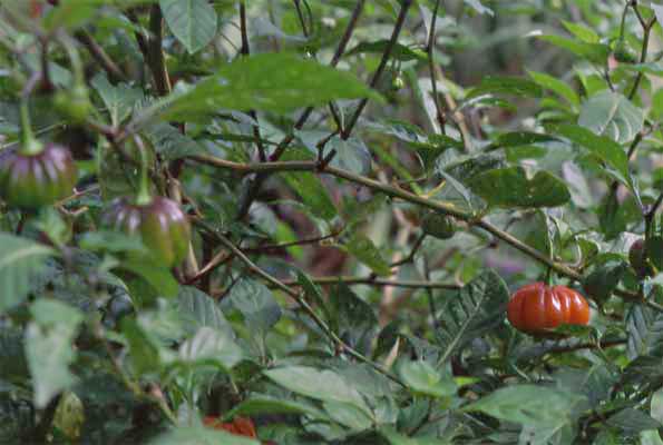 chili pepper plant photo