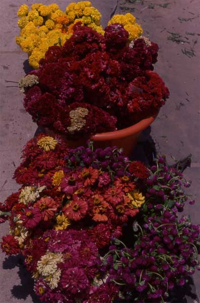 cut flowers photo cut flowers photo