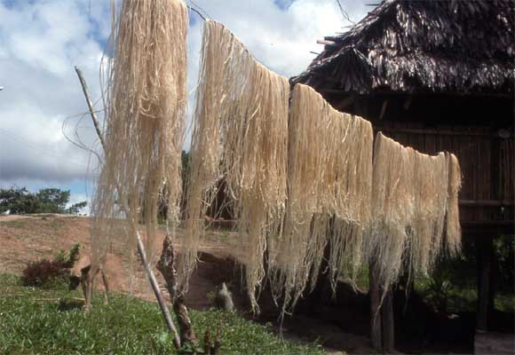 palm fiber photo palm fiber photo