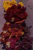 cut flowers photo