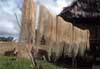 palm fiber photo