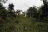 rainforest garden photo