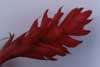 red ginger flower photo