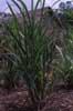 sugar cane photo