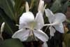 butterfly lily photo