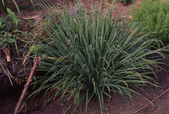lemon grass photo lemon grass photo