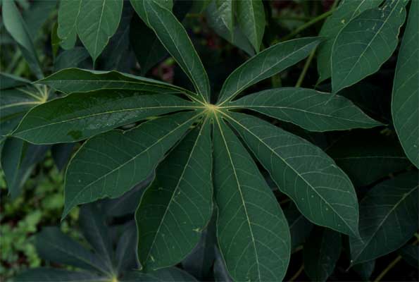 manioc leaf photo manioc leaf photo