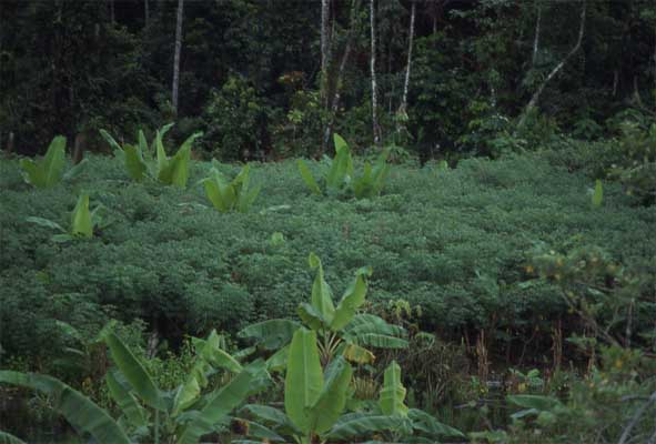 manioc garden photo manioc garden photo