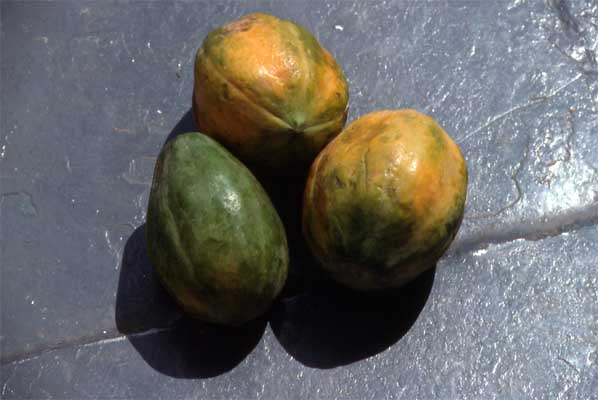 papayas photo papayas photo
