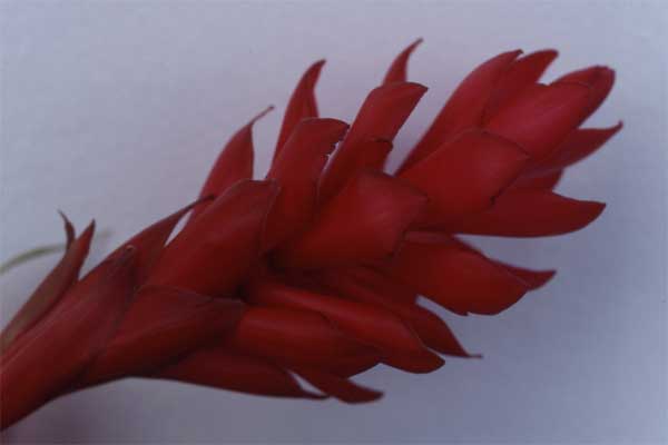 torch ginger flower photo