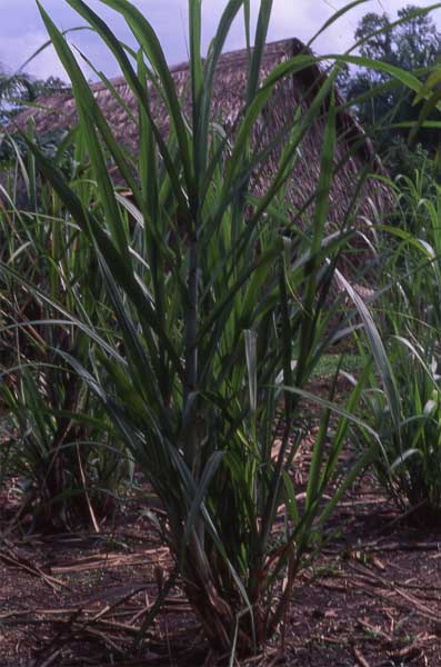 sugar cane photo sugar cane photo