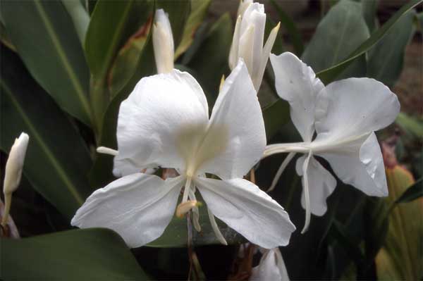 butterfly lily flower photo butterfly lily flower photo