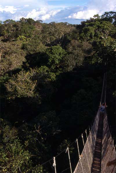 canopy walkway photo canopy walkway photo