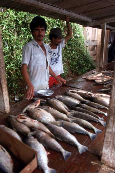 fish sellers photo fish sellers photo