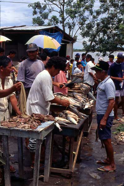selling fishk photo selling fish photo