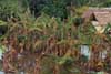 flooded bananas flooded bananas