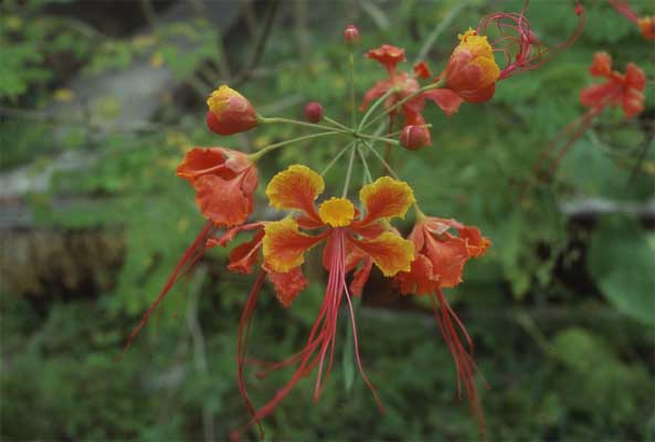 delonix flower photo delonix flower photo