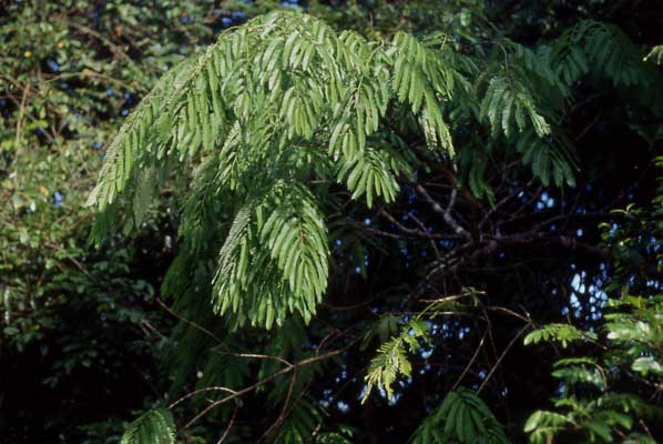 drooping leaves photo drooping leaves photo