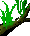 Epiphyte photos