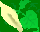 Amazon arum lilies