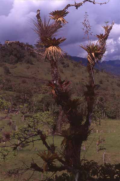 epiphytes on mountain tree photo epiphytes on mountain tree photo