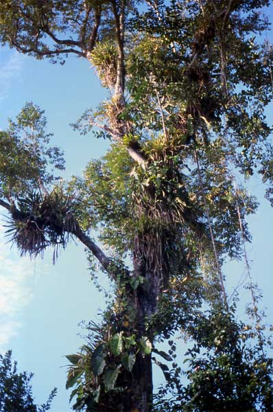 epiphytes on tree photo epiphytes on tree photo