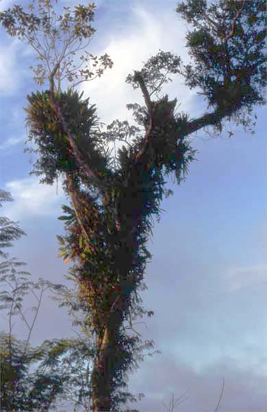 epiphytes on tree photo epiphytes on tree photo