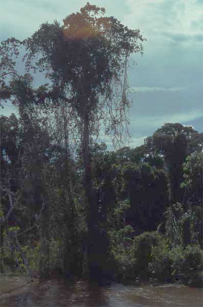 epiphytes on tree photo epiphytes on tree photo