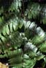 fern leaf photo fern leaf photo