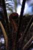 fern 'violin' photo fern 'violin' photo