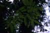epiphytic ferns photo epiphytic ferns photo