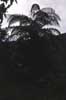 tree fern photo tree fern photo
