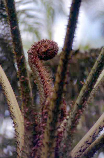 fern violin photo fern violin photo