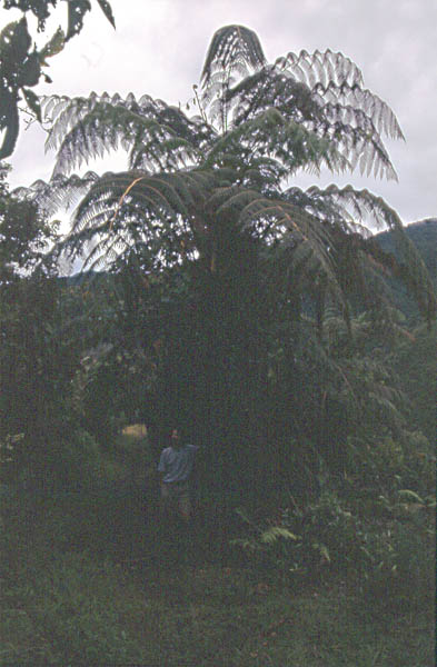 tree fern photo tree fern photo