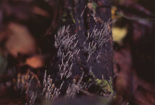 coral fungus photo coral fungus photo
