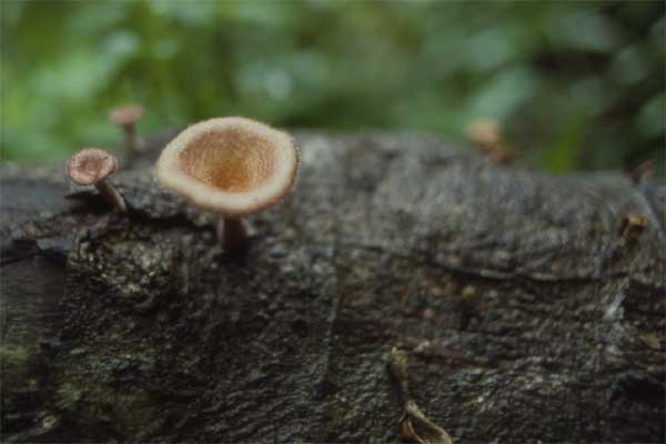 cup fungus photo cup fungus photo