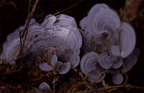 gray fungus photo gray fungus photo
