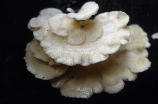 oyster mushroom photo oyster mushroom photo