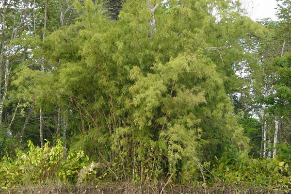 bamboo photo bamboo photo