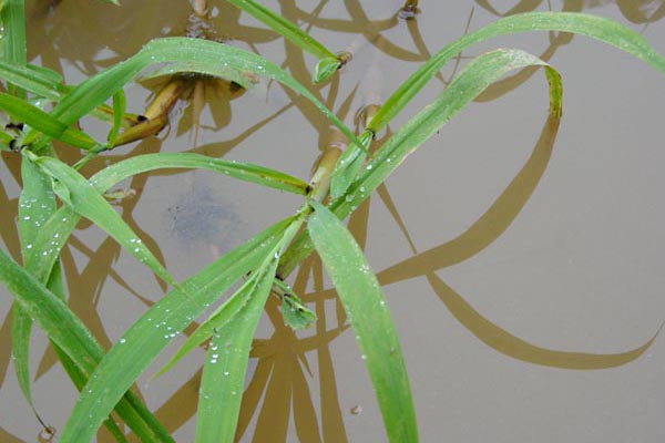 grass blades photo grass blades photo